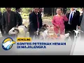 Download Lagu Kontes Ngarit Award di Majalengka, Ajang Pamer Hewan Kurban
