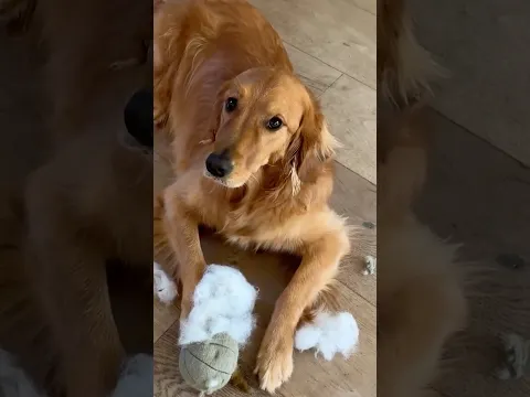 Can’t be mad at those eyes😊