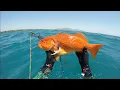 Download Lagu spearfishing karimunjawa, indonesia with local friends Download Lagu spearfishing karimunjawa, indonesia with local friends