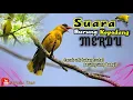 Download Lagu Suara merdu burung kepodang perangsang bunyi||Cocok buat bahan trotolan bikin gacor