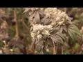 RS-11 Rainbow Sherbet GROWING HYPE CUTS FOR PERSONAL USE Dojapak Genetics -Cannabis Garden