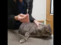 How to administer pain medication Buprenorphine to your cat