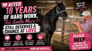 💔 After 18 Years of Hard Work, This Gentle Mare Still Deserves a Chance at Love