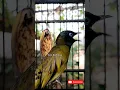 Download Lagu kutilang sutra gacor lantang #birds #burung #suaraburung #kicaumania #kutilang #kutilangsutra #2022