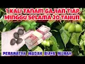 Lagu satu kali tanam panen tiap minggu selama 20 tahun || tanaman penghasil uang
