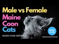 Male vs Female Maine Coons - Which Gender Is Best
