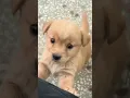 Download Lagu Baby dog#cute puppy barking#4kviral#shorts