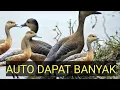 Download Lagu suara belibis pikat//cocok buat sanggong terbaru 2023