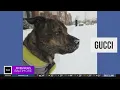 Meet Gucci a pup from an animal shelter in Prince George s County looking for a new home Furever
