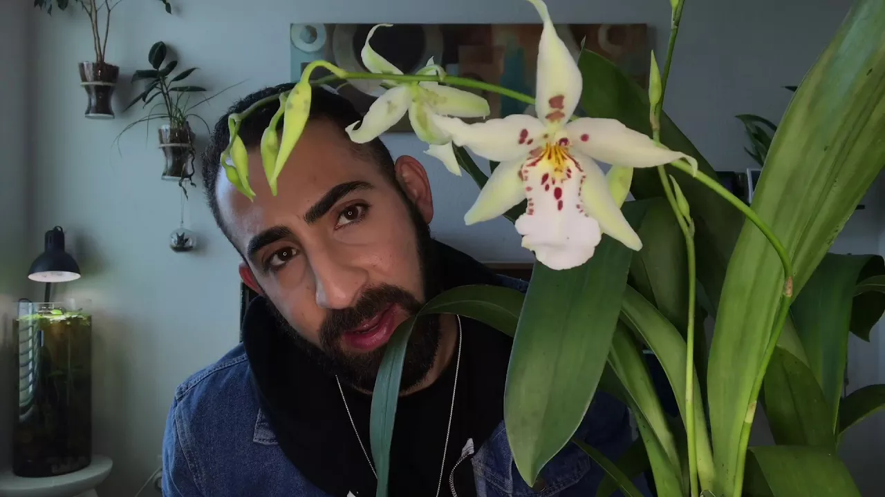 ORCHID HAUL: SAN DIEGO 2017