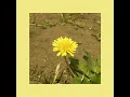 Dandelion (single ver.) - OOHYO