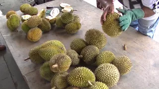 durian hunting in chemor 18 nov 2017
