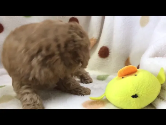 動画