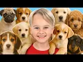 Download Lagu Kids Take Care of Animals at the Shelter MP3