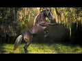 Download Lagu The most beautiful music by Sergey Grischuk is Healing and restoring your body with wonderful music!