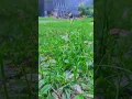 Download Lagu kacang lupa kulitnya#viralvideo #katakatabijak #shorts