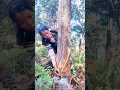 Download Lagu Harvesting Pine Resin Tips: A Natural Extract Used in Medicine, Fragrance, and Industry