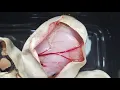 Clutch 10 Bp Vanilla O D x O D Enchi Fire