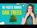 10 Facts About Oak Trees You Wood Not Believe 10 Amazing facts about oak trees you didn t know