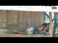 Download Lagu STORY OF MLEKOKI - BOJO GUPLAK