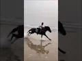 How to gallop on the horse