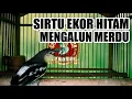 Sirtu Cipoh Sirdung Ekor Hitam Sumatera, Suaranya Mengalun Merdu