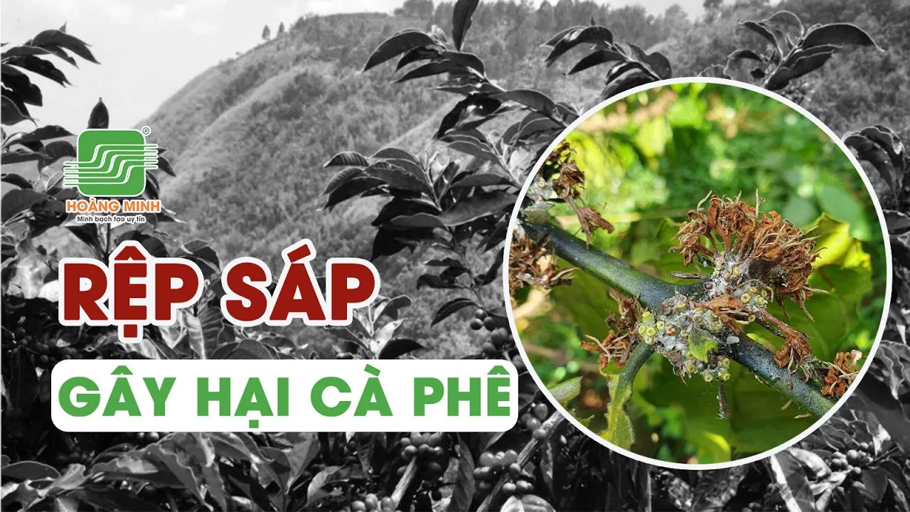 Outline Video RỆP SÁP GÂY HẠI TRÊN CÂY CÀ PHÊ