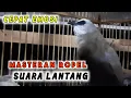 Download Lagu MASTERAN TRUCUKAN ROPEL PANJANG SUARA LANTANG BIKIN TRUCUKAN LAIN CEPAT EMOSI NYAUT GACOR