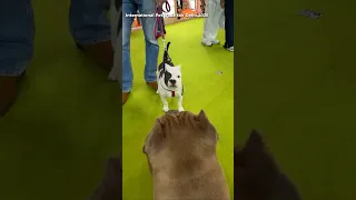 4 Month old vs 7 Year old Bully☠️🫯  #iiptf #delhidogshow #amanandbully