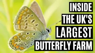 Download Inside The UK's Largest Butterfly Farm MP3