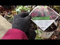 22 Lowes Plant Haul