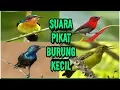 Download Lagu Suara pikat semua burung kecil