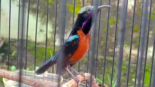 konin full tembakan zipper pleci sambung ciblek gunung masteran konin juara konin kolibrininja