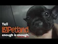 Shocking undercover investigation at Petland
