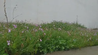 صوت المطر بدون حقوق طبع و نشر صوت المطر 