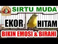 Sirtu Ekor Hitam Muda : Suaranya Mancing Emosi Birahi Cipoh Bahan Maupun Gacoran