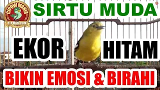 sirtu ekor hitam muda suaranya mancing emosi birahi cipoh bahan maupun gacoran