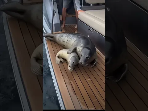 A Sea Lion Jumped Onto Their Ship… But What Was Chasing It