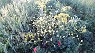 عاد الربيع دندنها