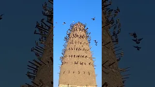 ابراج حمام عبدالله الفخراني 01016803838 