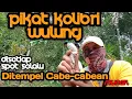 Download Lagu Pikat Kolibri Wulung/Kolibri Muncang ditempel cabe cabean