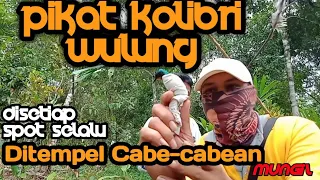 Download Pikat Kolibri Wulung/Kolibri Muncang ditempel cabe cabean MP3