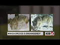 New petition hopes to declare coyotes endangered to save Mexican gray wolves