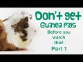 10 Things You Need to Know BEFORE GETTING GUINEA PIGS - Part 1 BEGINNERS GUIDE Guinea Pig Care