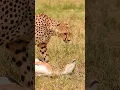 Download Lagu Cheetah and Antelope