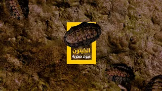 الكيتون عيون صخرية  الكيتون عيون صخرية