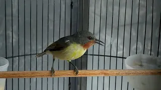 suara kowul betina untuk terapi kowul jantan macet bunyi