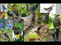 Download Lagu SUARA PIKAT BURUNG TRUCUKAN BETINA \u0026 PRINJAK LUMUT BERINA 1000% AMPUHH!!