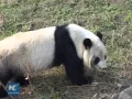 Panda population surges