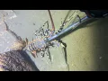 Download Lagu Diving under the sea to catch eels, crabs and sea cucumbers | Part 33